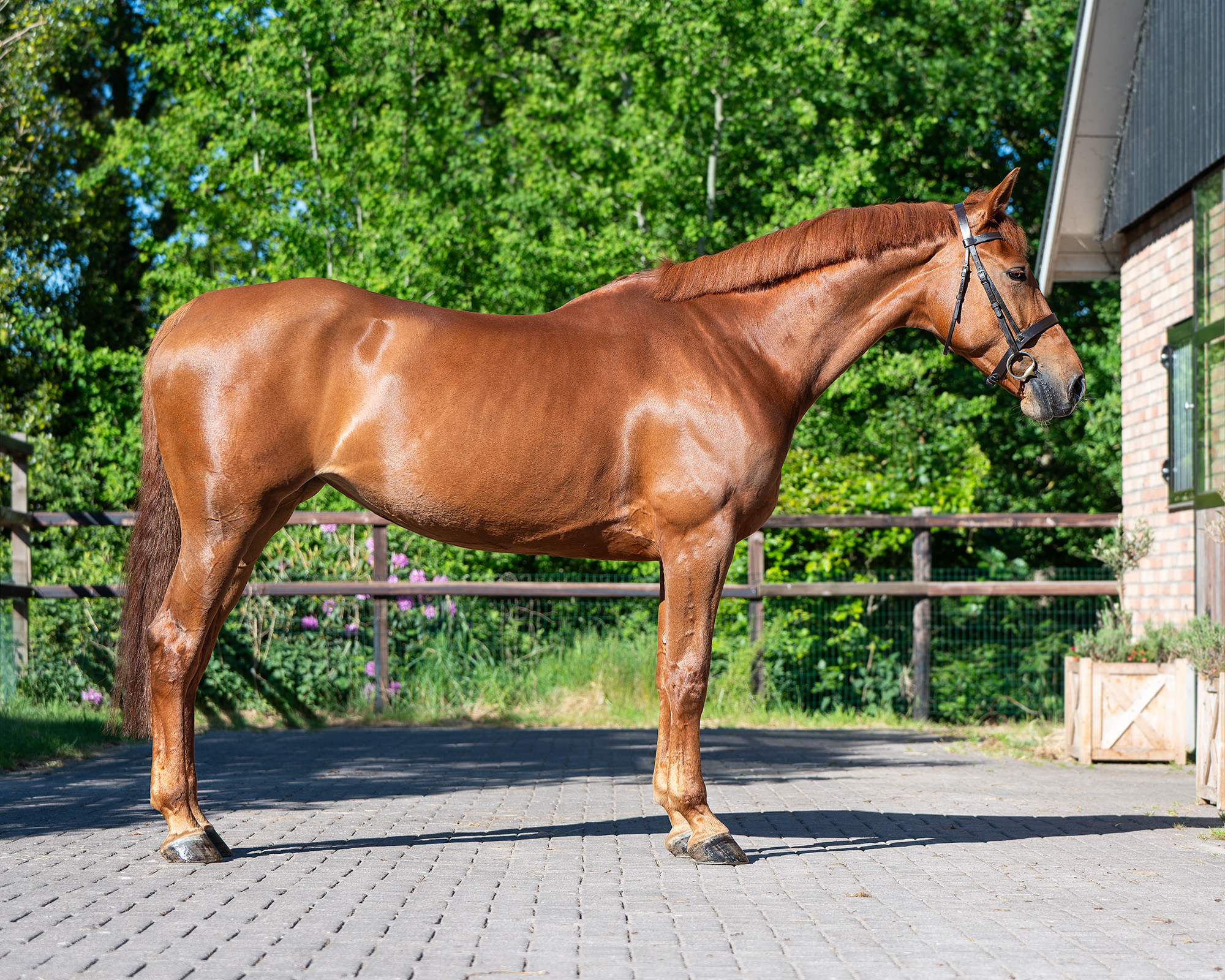 Paard 1.1 SM